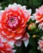 Katharina - 